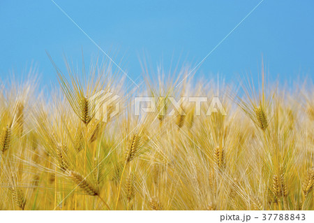 琵琶湖畔の麦畑 琵琶湖畔の麦畑 37788843