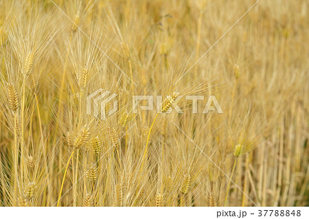 琵琶湖畔の麦畑 琵琶湖畔の麦畑 37788848