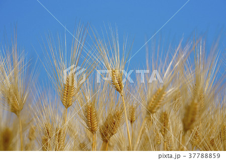琵琶湖畔の麦畑 琵琶湖畔の麦畑 37788859