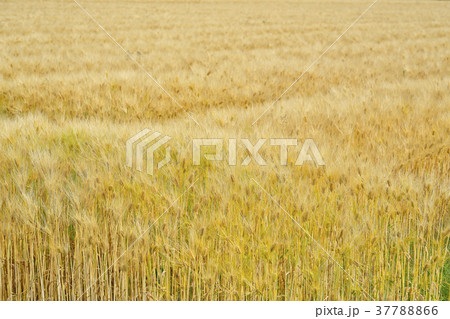 琵琶湖畔の麦畑 琵琶湖畔の麦畑 37788866