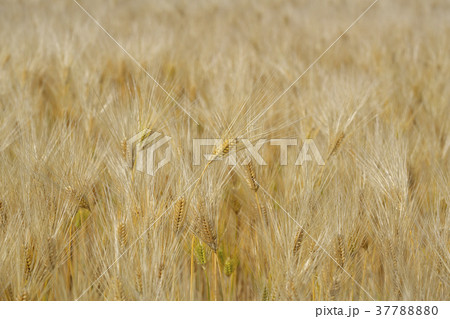 琵琶湖畔の麦畑 37788880