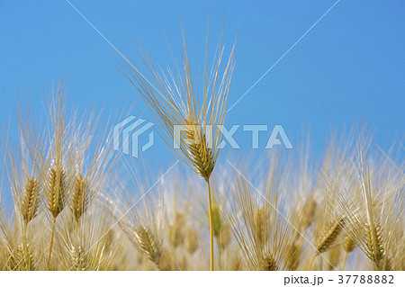 琵琶湖畔の麦畑 37788882