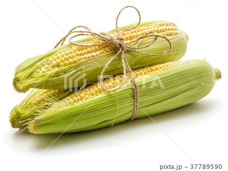 Fresh corn isolated on white Fresh corn isolated on white 37789590