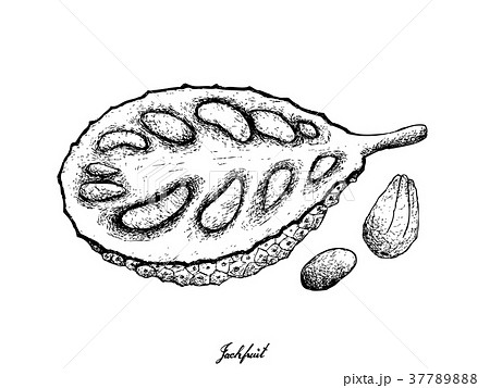 Hand Drawn of Ripe Jackfruit on White Background 37789888