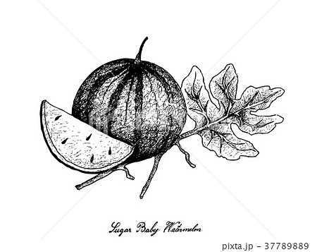 Hand Drawn of Fresh Sugar Baby Watermelon 37789889