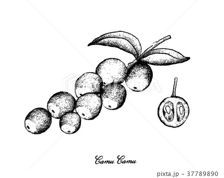 Hand Drawn of Camu Camu Fruits on White Background 37789890