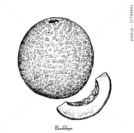 Hand Drawn of Cantaloupe Fruit on White Background 37789891