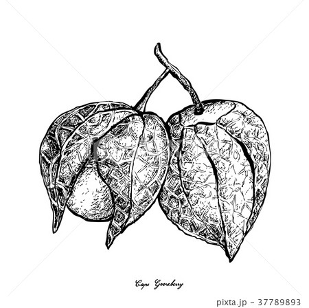 Hand Drawn of Cape Gooseberry on White Background 37789893