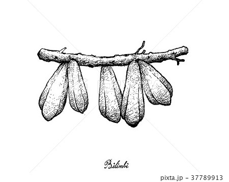 Hand Drawn of Bilimbi Fruits on White Background 37789913