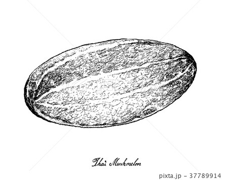 Hand Drawn of Thai Muskmelon on White Background 37789914