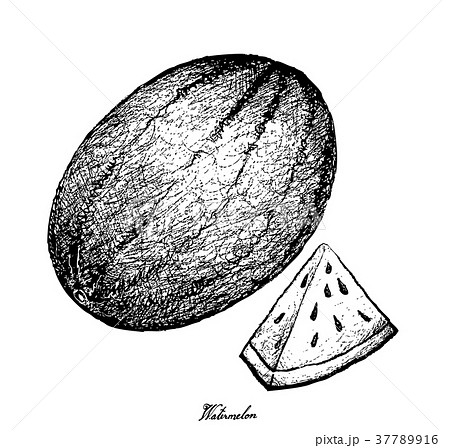 Hand Drawn of Fresh Watermelon on White Background 37789916