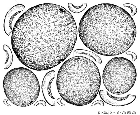 Hand Drawn of Cantaloupe Fruit on White Background 37789928