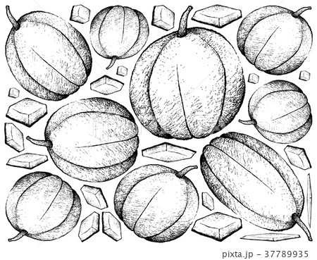Hand Drawn of Muskmelon Fruit on White Background 37789935