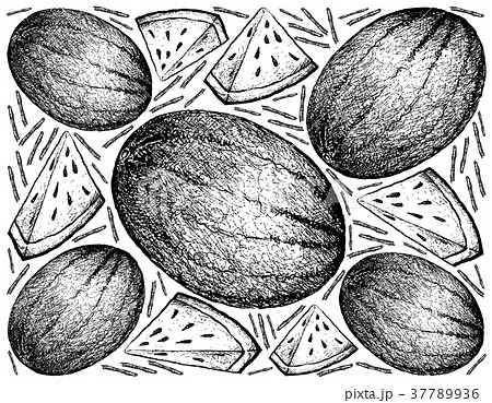 Hand Drawn of Fresh Watermelon on White Background 37789936