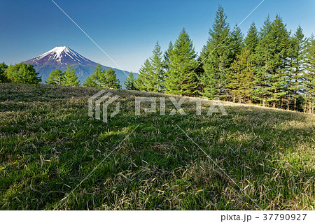 三ツ峠のカラマツの新緑と残雪の富士山 三ツ峠のカラマツの新緑と残雪の富士山 37790927