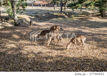奈良公園の鹿 37790942