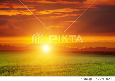 Scenic landscape sunrise over green wheat field. 37791021