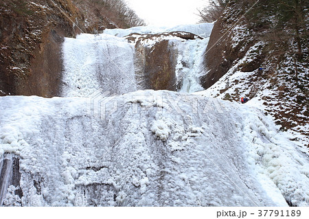 袋田の氷瀑とアイスクライマー 袋田の氷瀑とアイスクライマー 37791189