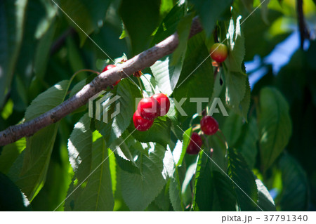 Cherry basket cherry tree branch fresh cherries 37791340