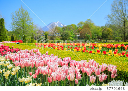 チューリップの花畑と大山と爽やかな新緑（鳥取県） 37791648