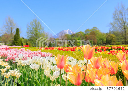 チューリップの花畑と大山と爽やかな新緑（鳥取県） 37791652
