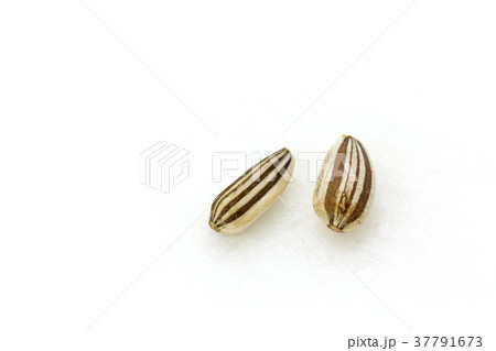 ひまわりの種 37791673