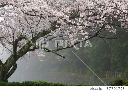 養老公園と桜 養老公園と桜 37791793