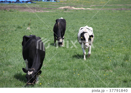 牧場_紋別市 37791840