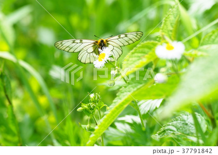 ウスバシロチョウ 37791842