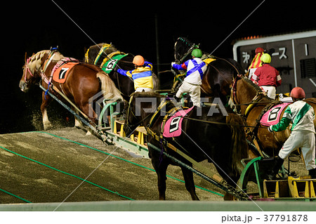 ばんえい競馬 ばんえい競馬 37791878