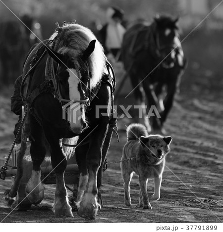 ばんえい競馬 37791899