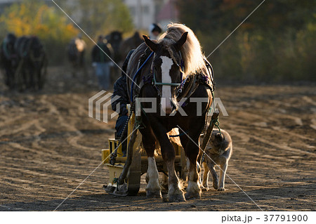 ばんえい競馬 37791900