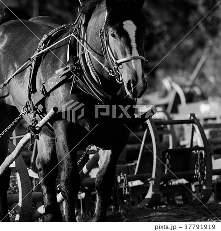 ばんえい競馬 37791919