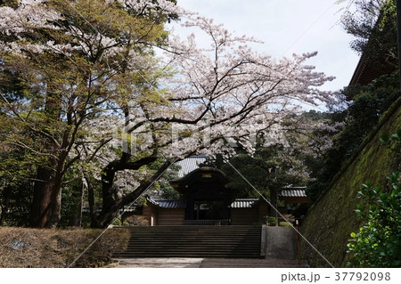 鎌倉市　円覚寺　桜　Engakuji-temple  Japanese-cherry 37792098