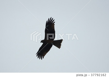 ワシ 鷲 イーグル 37792162