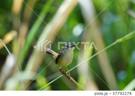 留鳥 底 単独 37792278