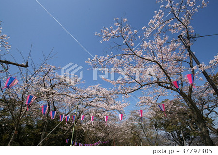 横須賀市 衣笠山公園 菖蒲園 サクラ Japanese Cherry 横須賀市 衣笠山公園 菖蒲園 サクラ Japanese Cherry 37792305