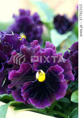 プランターに咲くパンジー（フリル咲き） 37792315