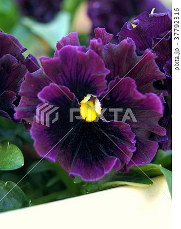 プランターに咲くパンジー(フリル咲き) プランターに咲くパンジー(フリル咲き) 37792316