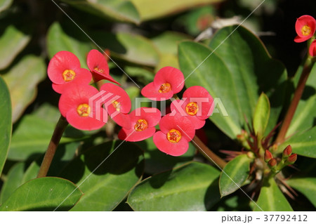 トウダイグサ科 ユーフォルビア ノウルシ 37792412