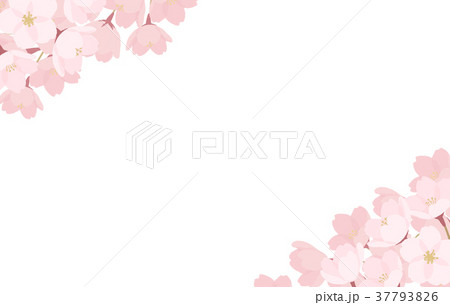春・桜の背景素材 37793826