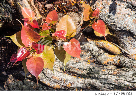 Young leaves of the beautiful and colorful tree 37796732