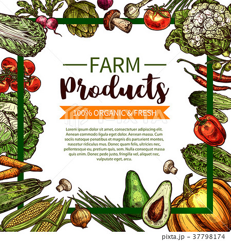 Vector sketch poster of farm organic vegetables 37798174