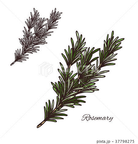 Rosemary seasoning vector sketch plant icon Rosemary seasoning vector sketch plant icon 37798275