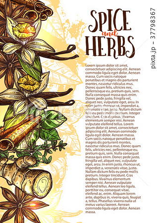 Vector sketch spices and herbs farm store poster 37798367