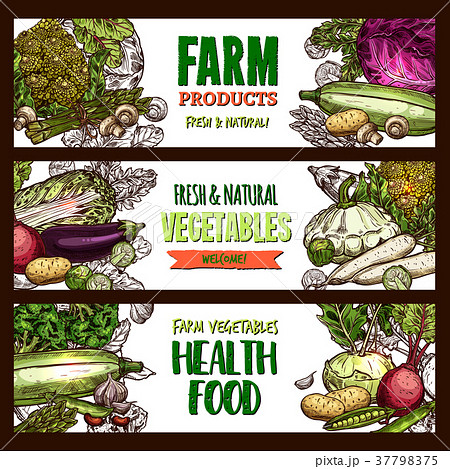Vector sketch banners of farm organic vegetables Vector sketch banners of farm organic vegetables 37798375