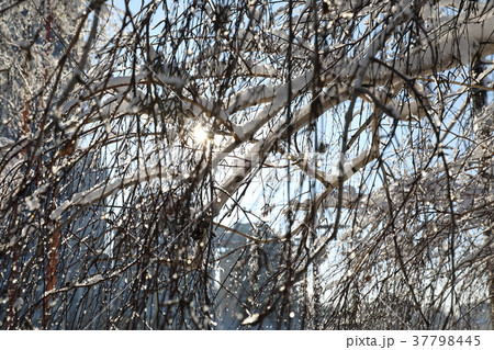 Snow covered trees and shining sun 37798445