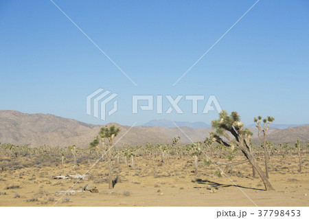 カリフォルニアの砂漠 カリフォルニアの砂漠 37798453