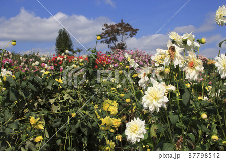 茨城県フラワーパークのダリア 37798542