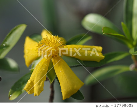 花 37799008
